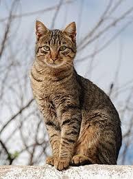 Gato.jpg